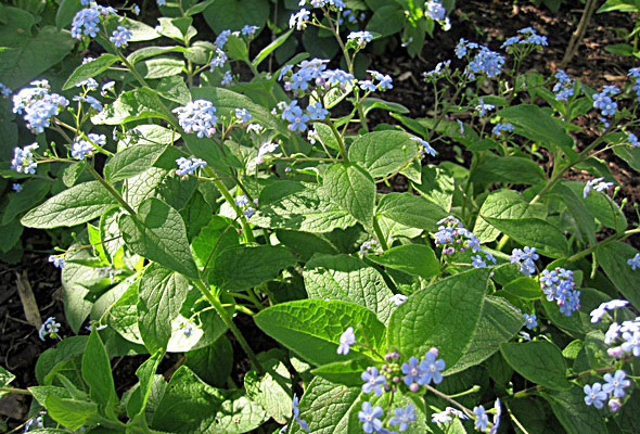Blue Eyed Mary – All Year Garden